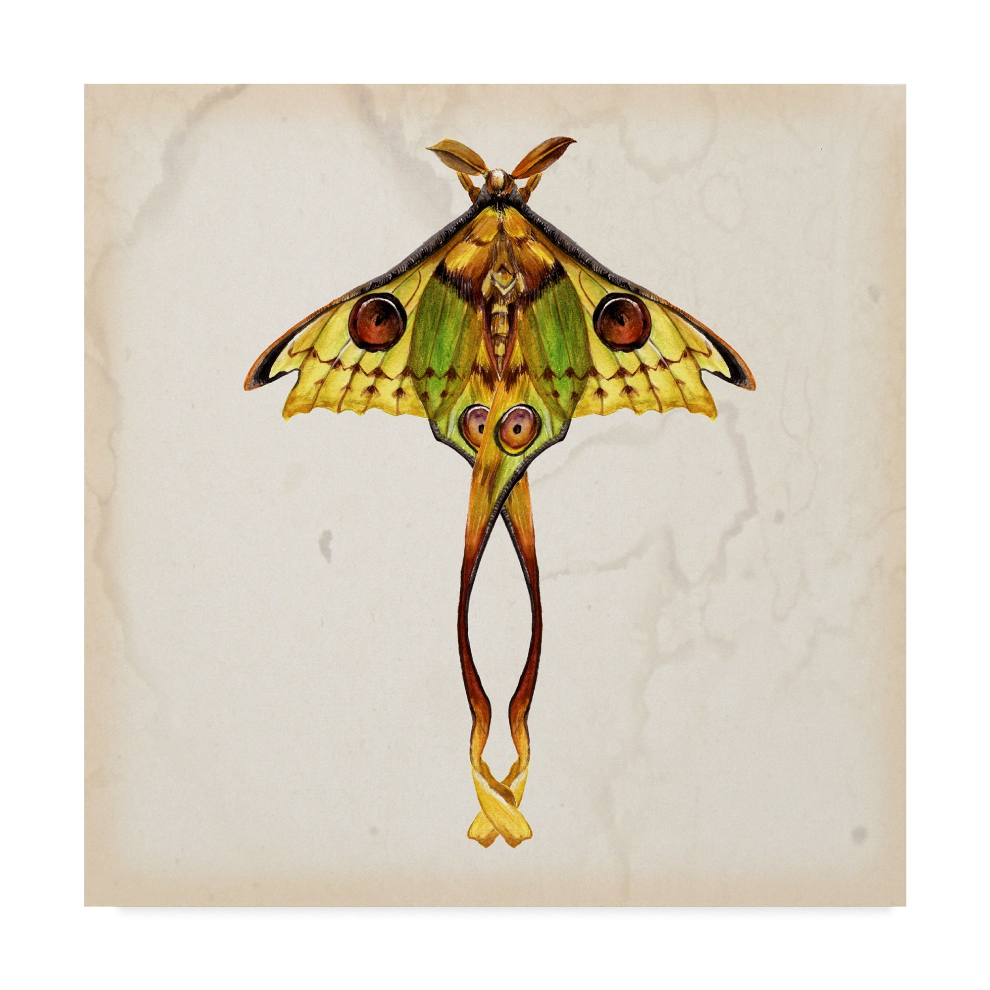 Trademark Fine Art Animals Canvas Art ' Butterfly Study I ' by Melissa Wang
