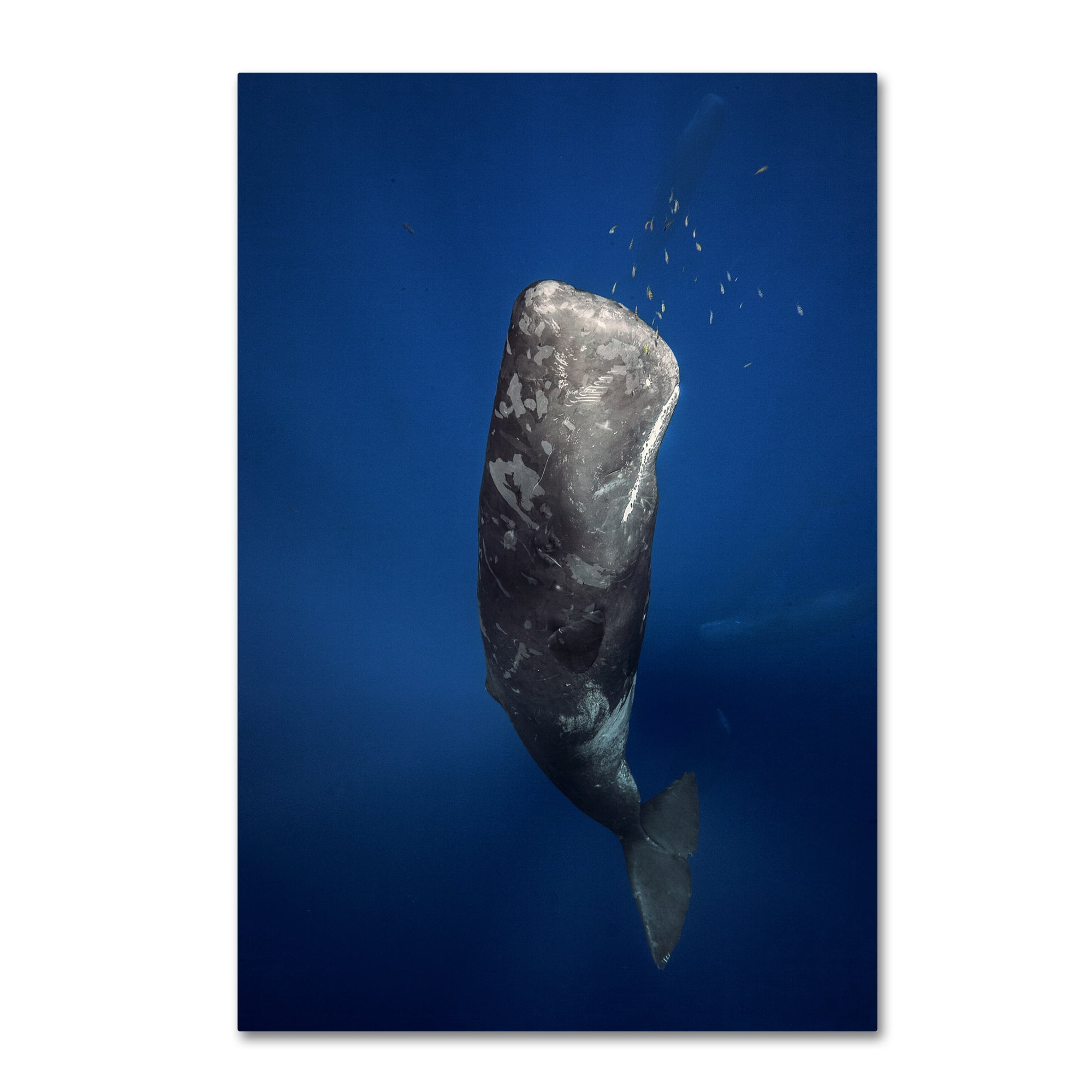 Trademark Fine Art Animals Canvas Art ' Candle Sperm Whale ' by Barathieu Gabriel