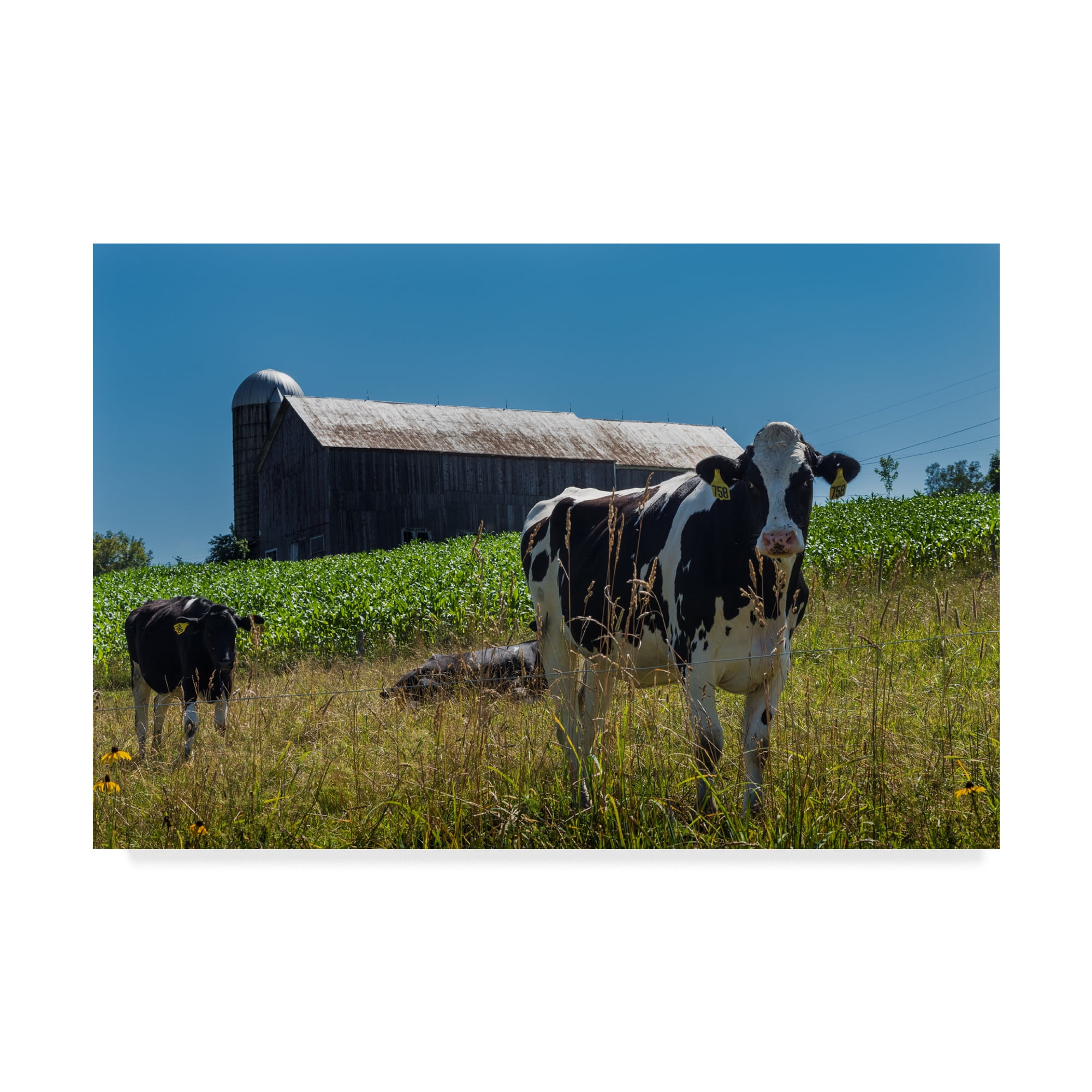 Trademark Fine Art Animals Canvas Art ' Dairy Farm Rtic ' by Brenda Petrella Photography Llc
