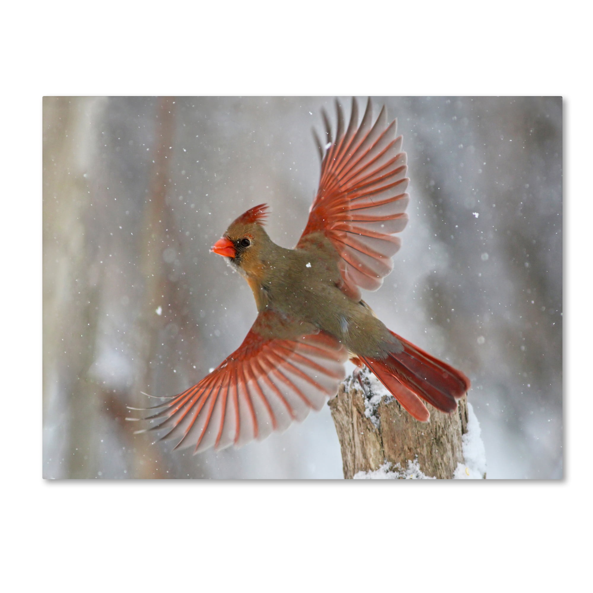 Trademark Fine Art Animals Canvas Art ' Snow Storm I ' by Mircea Costina