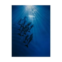 Trademark Fine Art Animals Canvas Art ' The Gathering ' by Kirk Reinert
