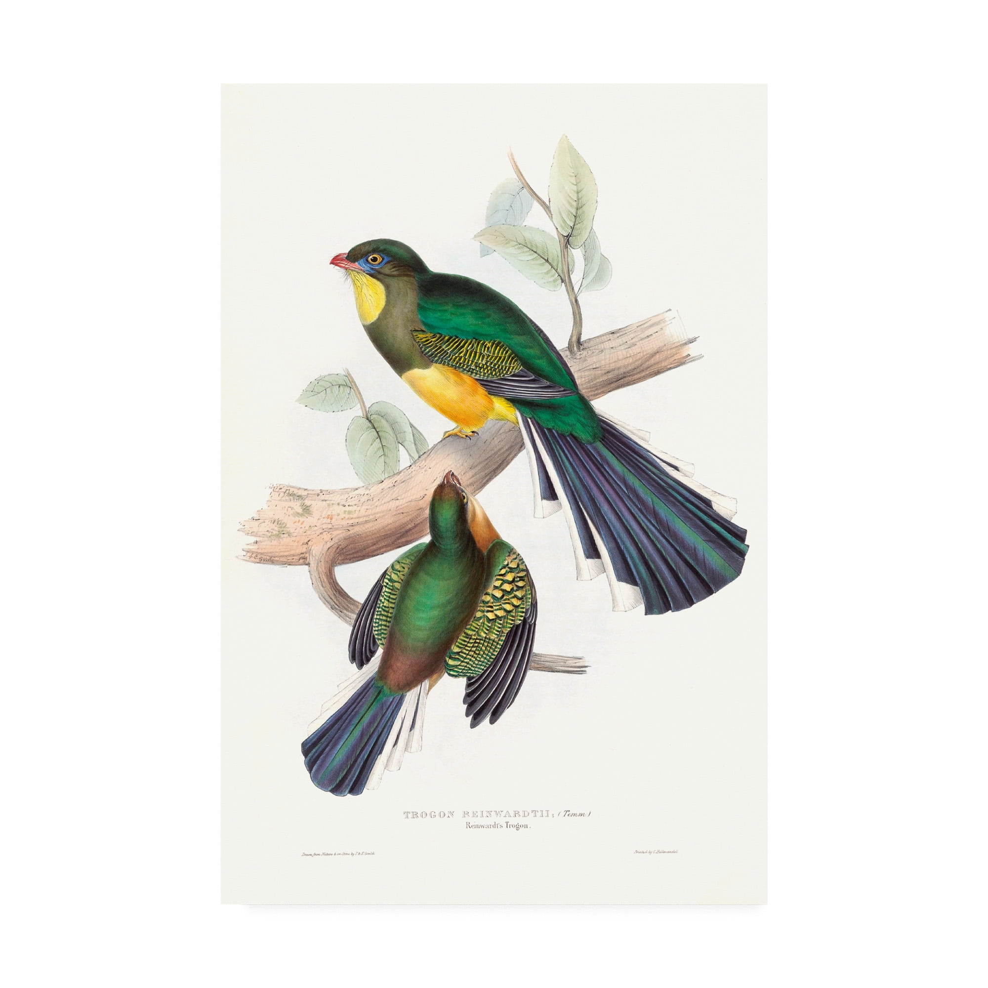 Trademark Fine Art Animals Canvas Art ' Tropical Trogons I ' by John Gould