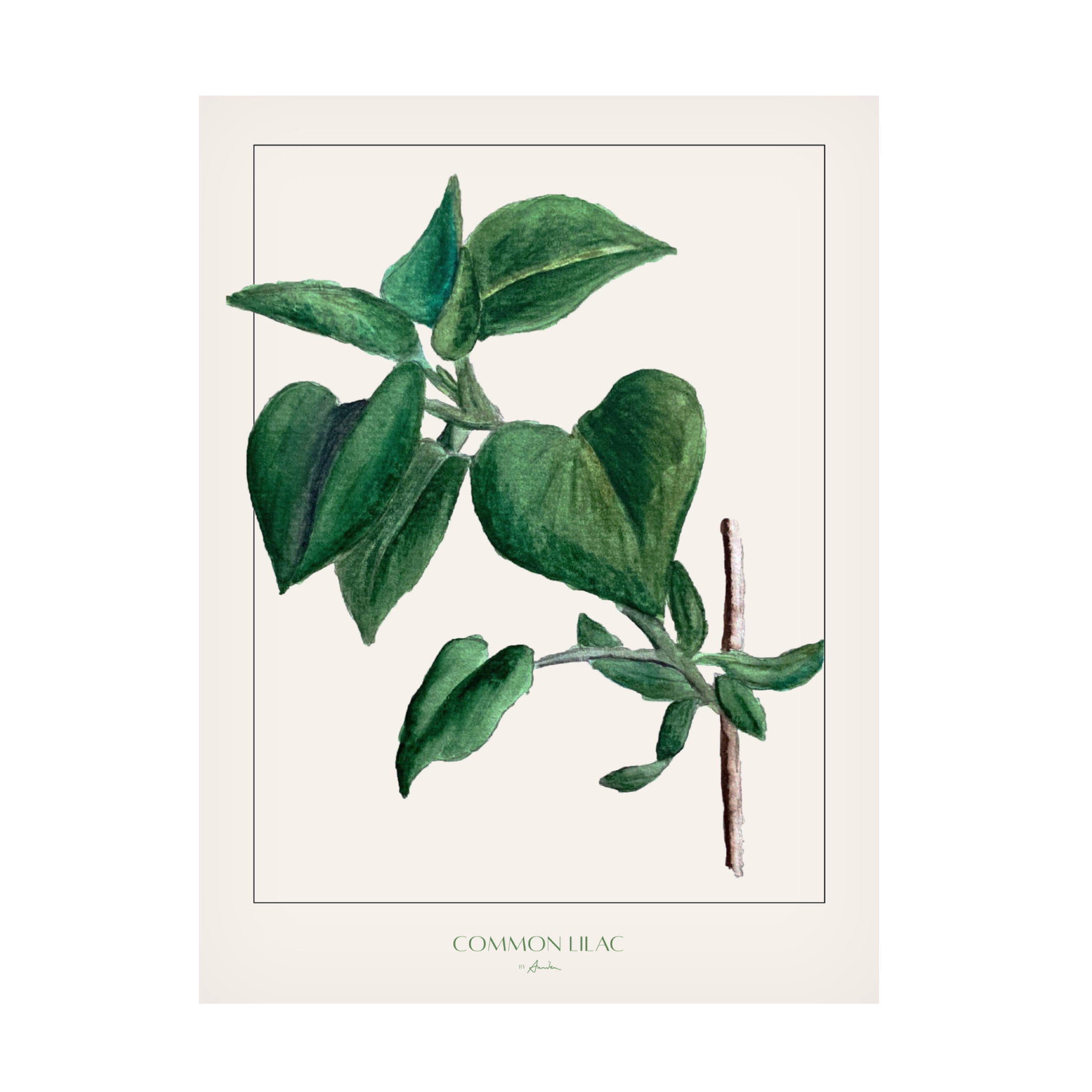 Trademark Fine Art Annika John Common lilac Canvas Wall Art