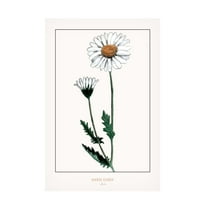 Trademark Fine Art Annika John White daisy Canvas Wall Art
