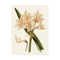 thumbnail image 1 of Trademark Fine Art 'Antique Amaryllis II' Canvas Art by Curtis, 1 of 3