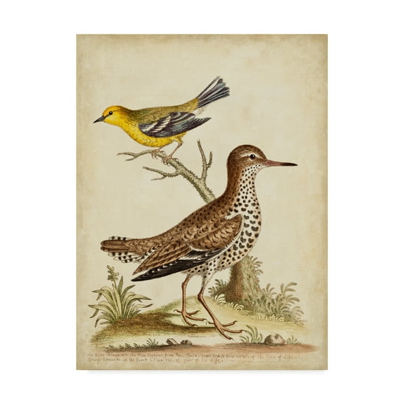 Trademark Fine Art 'Antique Bird Menagerie I' Canvas Art by George Edwards