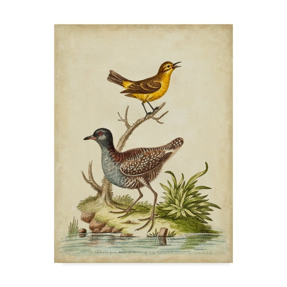 Trademark Fine Art 'Antique Bird Menagerie II' Canvas Art by George Edwards