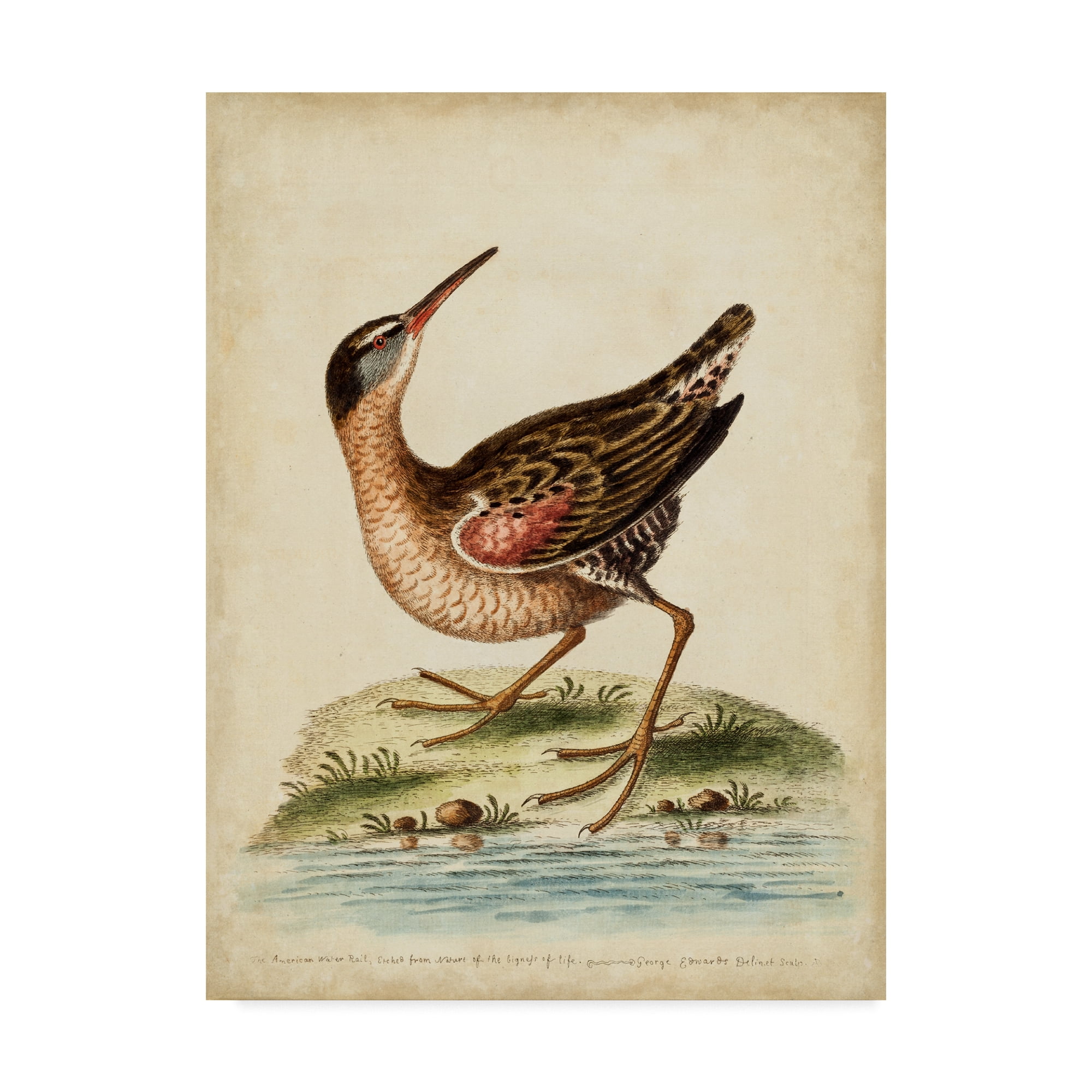 Antique Bird Menagerie IV 18x24 Brown Canvas Art