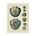 thumbnail image 1 of Trademark Fine Art 'Antique Blue Sand dollar' Canvas Art by Vision Studio, 1 of 4