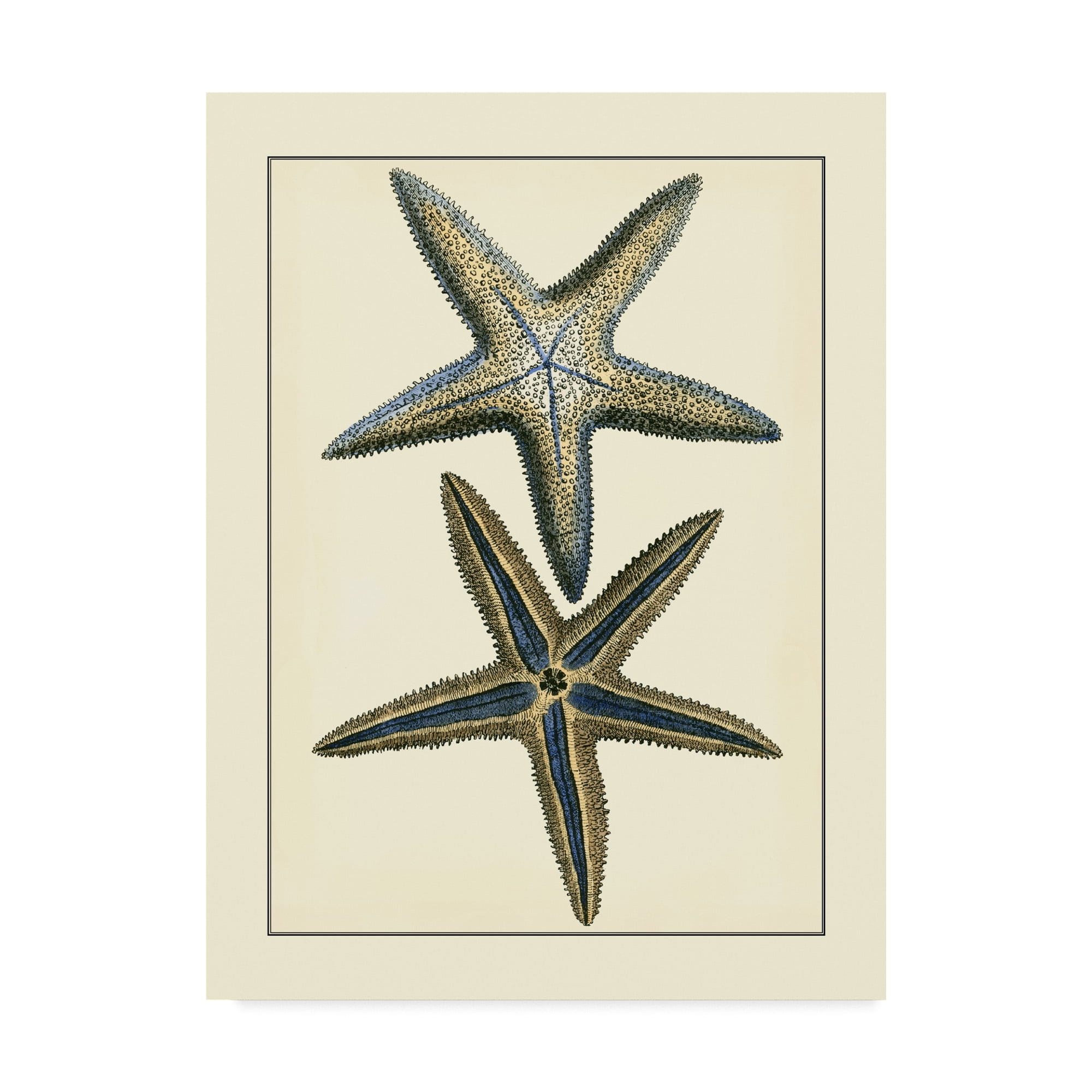 Trademark Fine Art 'Antique Blue Starfish I' Canvas Art by Vision Studio