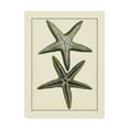 thumbnail image 1 of Trademark Fine Art 'Antique Blue Starfish I' Canvas Art by Vision Studio, 1 of 4