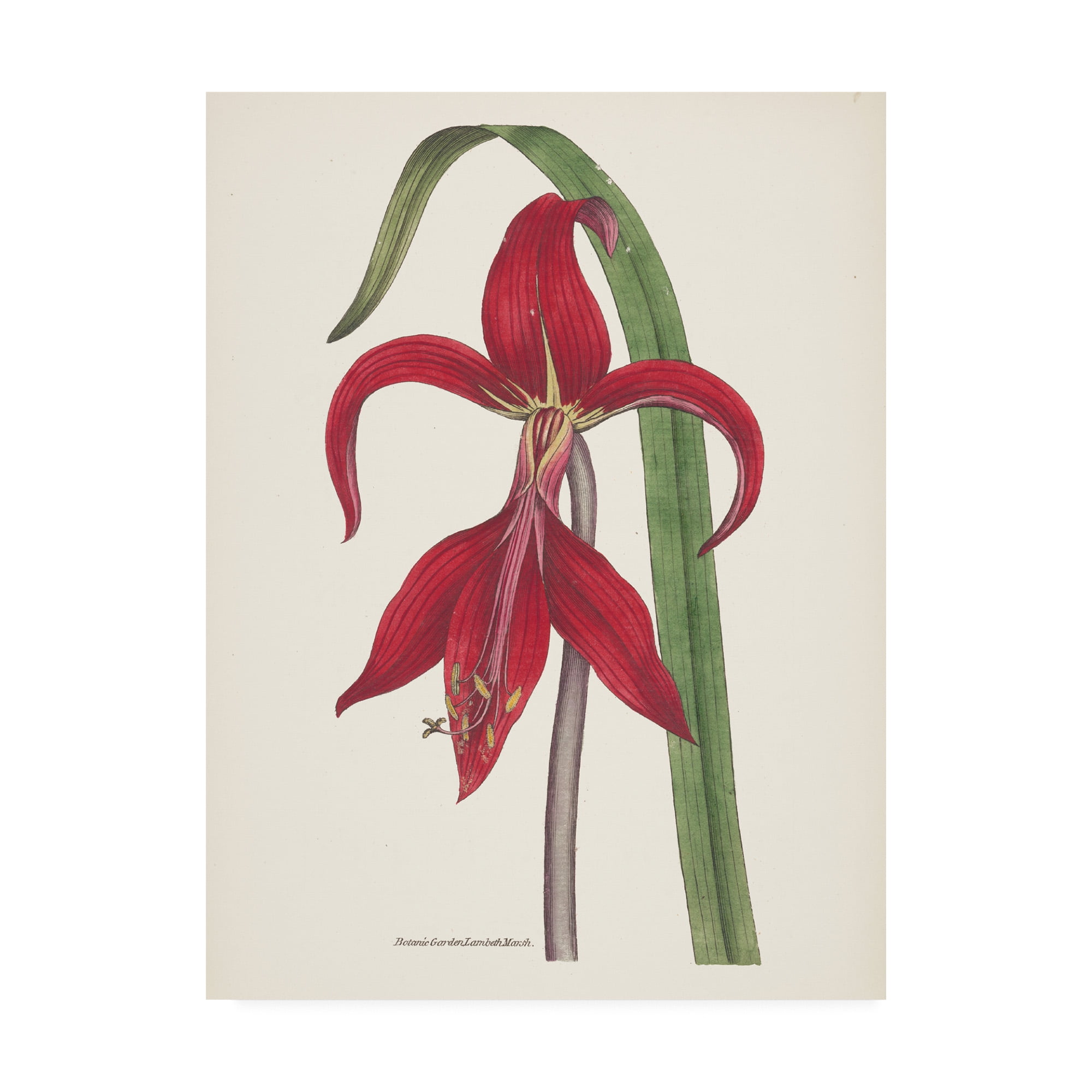 Antique Botanical Red Flower Canvas Art Print, 14 x 19