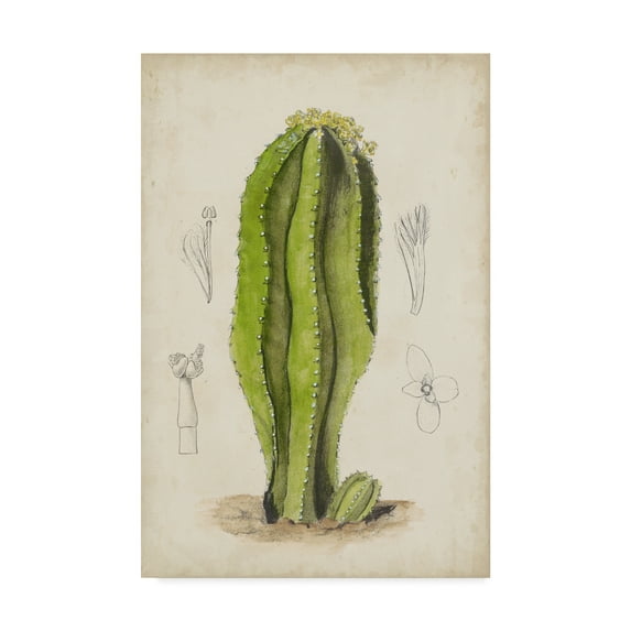 Trademark Fine Art 'Antique Cactus VI' Canvas Art by Curtis