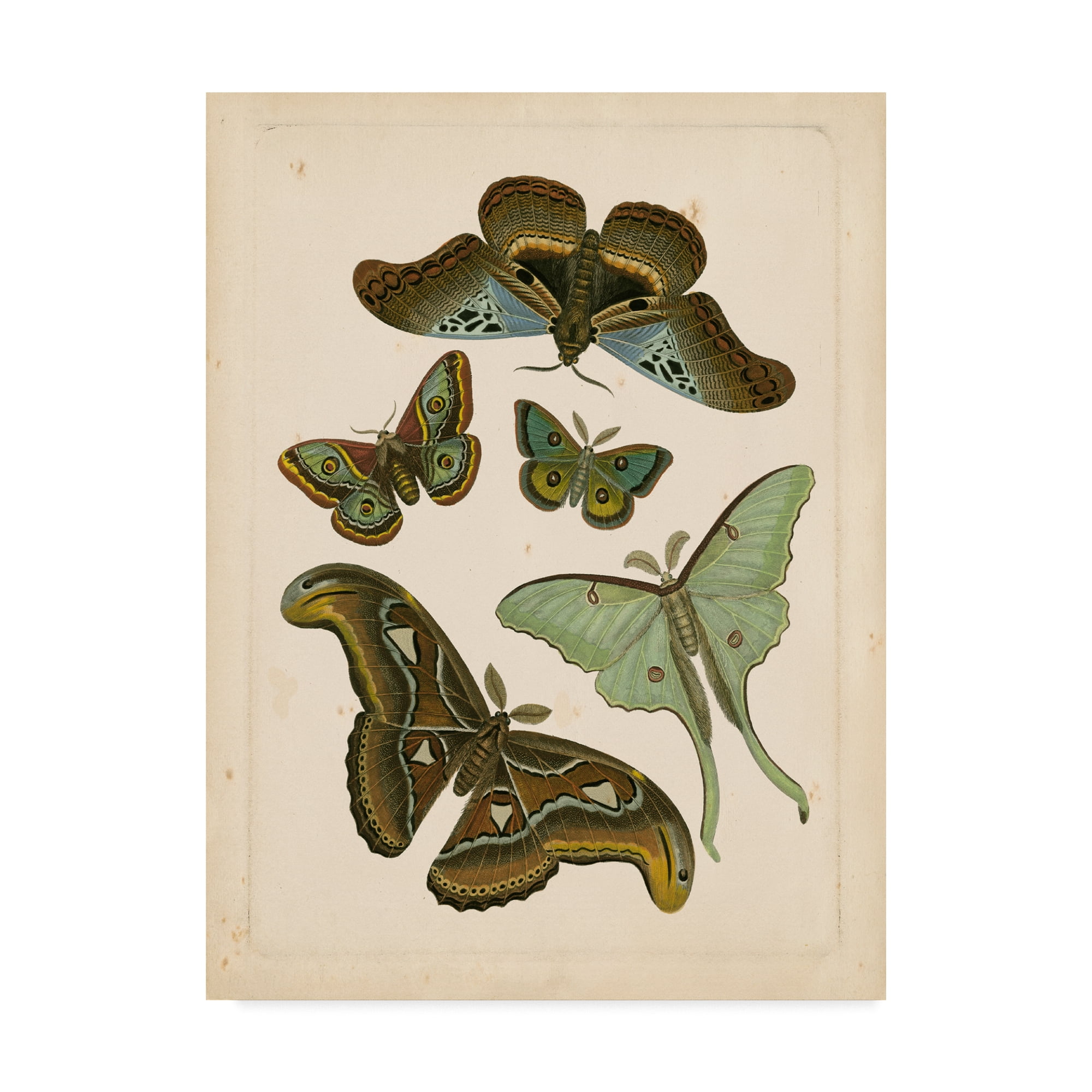 Trademark Fine Art 'Antique Entomology II' Canvas Art by Vision Studio