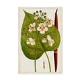 thumbnail image 1 of Trademark Fine Art 'Antique Flowering Trees V' Canvas Art by Unknown, 1 of 4