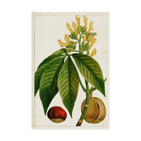 Trademark Fine Art 'Antique Flowering Trees VI' Canvas Art by Unknown