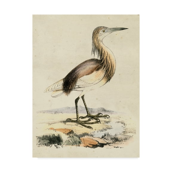 Trademark Fine Art 'Antique Heron I' Canvas Art by Unknown
