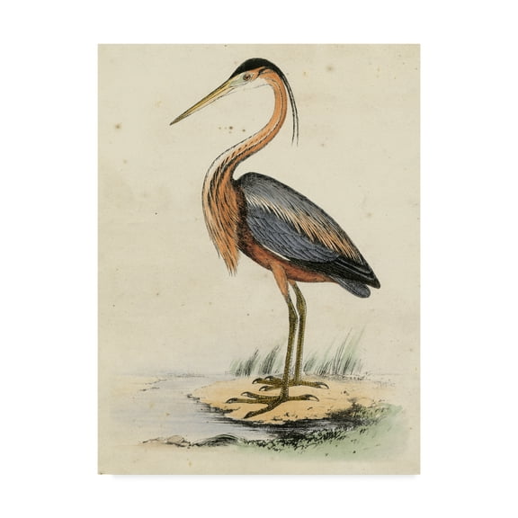 Trademark Fine Art 'Antique Heron II' Canvas Art by Unknown