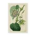 thumbnail image 1 of Trademark Fine Art 'Antique Passionflower I' Canvas Art by M. Hart, 1 of 4