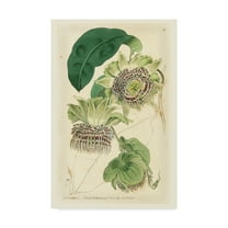 Trademark Fine Art 'Antique Passionflower II' Canvas Art by M. Hart