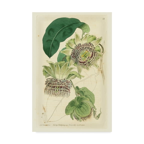 Trademark Fine Art 'Antique Passionflower II' Canvas Art by M. Hart
