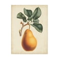 thumbnail image 1 of Trademark Fine Art 'Antique Pear Botanical I' Canvas Art by Horto Van Houtteano, 1 of 3