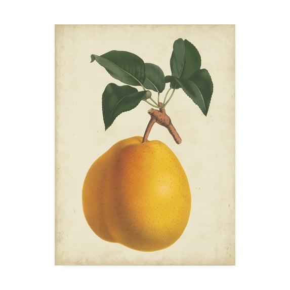 Trademark Fine Art 'Antique Pear Botanical II' Canvas Art by Horto Van Houtteano