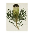 thumbnail image 1 of Trademark Fine Art 'Antique Protea II' Canvas Art by Unknown, 1 of 4