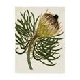 thumbnail image 1 of Trademark Fine Art 'Antique Protea III' Canvas Art by Unknown, 1 of 4