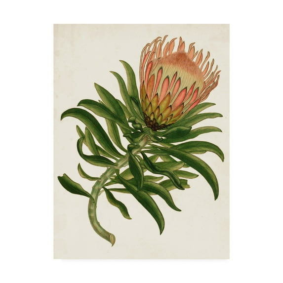 Trademark Fine Art 'Antique Protea IV' Canvas Art by Unknown