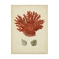 thumbnail image 1 of Trademark Fine Art 'Antique Red Coral III' Canvas Art by Vision Studio, 1 of 4