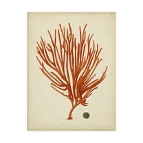 Trademark Fine Art 'Antique Red Coral IV' Canvas Art by Vision Studio