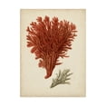 thumbnail image 1 of Trademark Fine Art 'Antique Red Coral V' Canvas Art by Vision Studio, 1 of 4