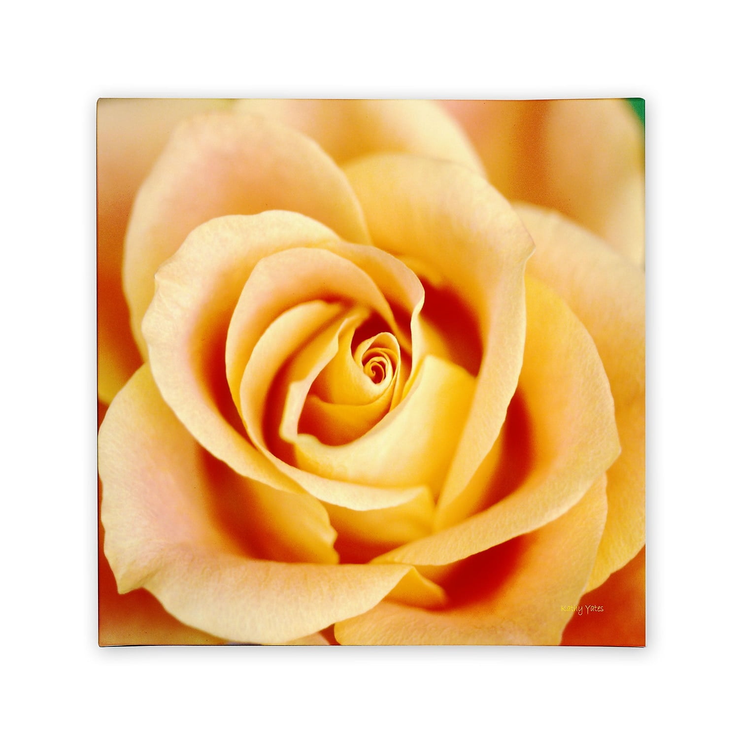 Large Orange Rose Floral Canvas Print with Frame