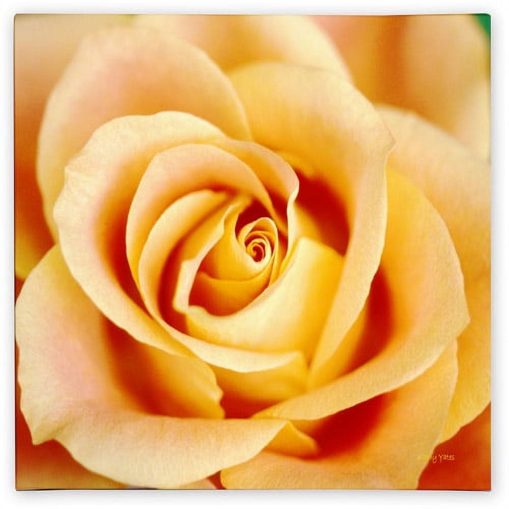 Framed Orange Rose Canvas Print with White Border