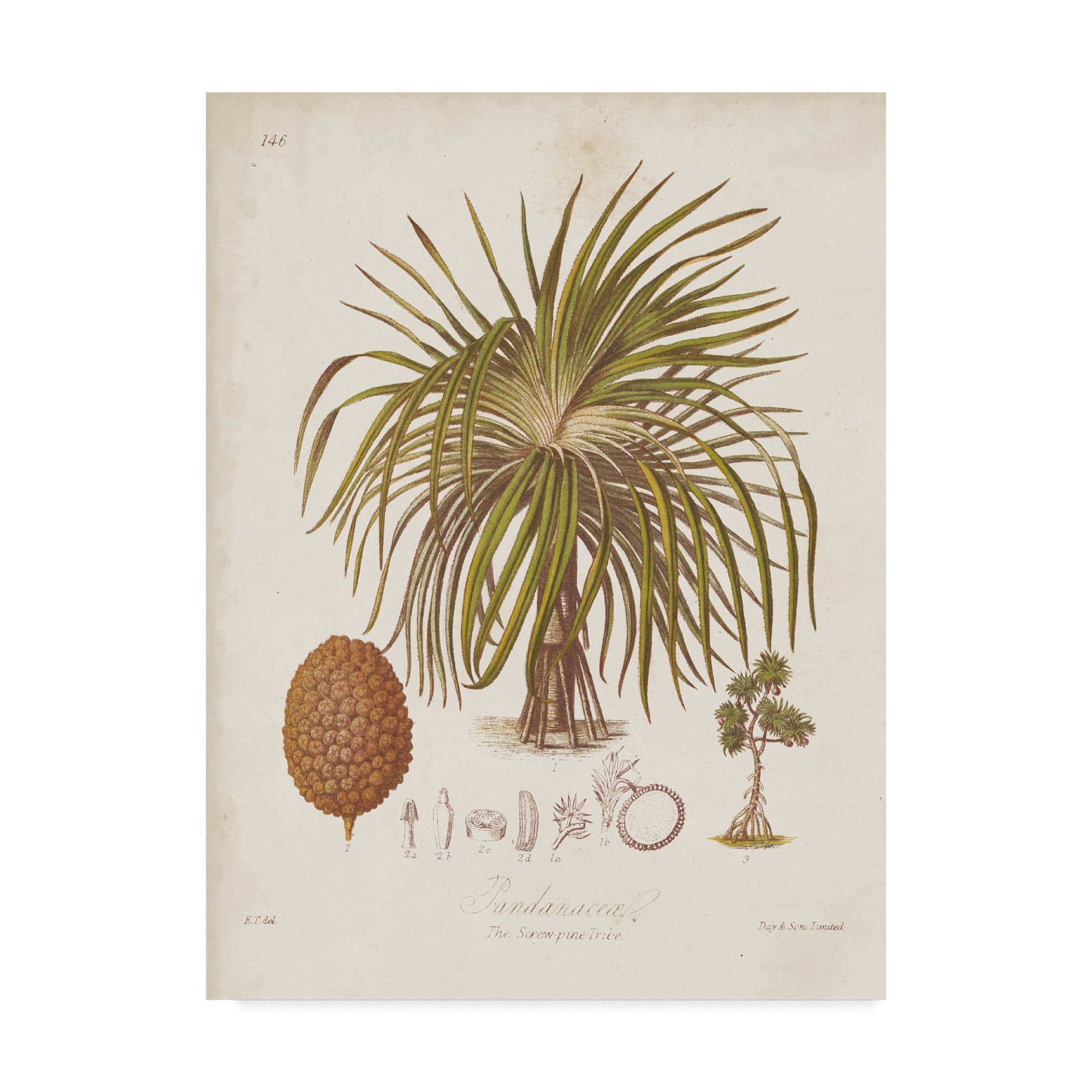 Trademark Fine Art 'Antique Tropical Palm II' Canvas Art by Elizabeth Twining