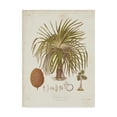 thumbnail image 1 of Trademark Fine Art 'Antique Tropical Palm II' Canvas Art by Elizabeth Twining, 1 of 4