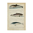 thumbnail image 1 of Trademark Fine Art 'Antique Whale And Dolphin Study II' Canvas Art by G. Henderson, 1 of 4