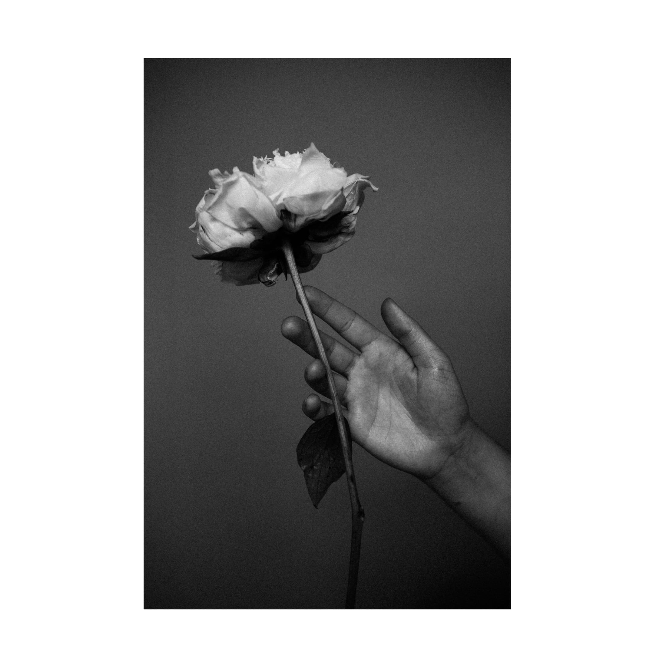 Trademark Fine Art Antonida Frolova Peony Canvas Wall Art