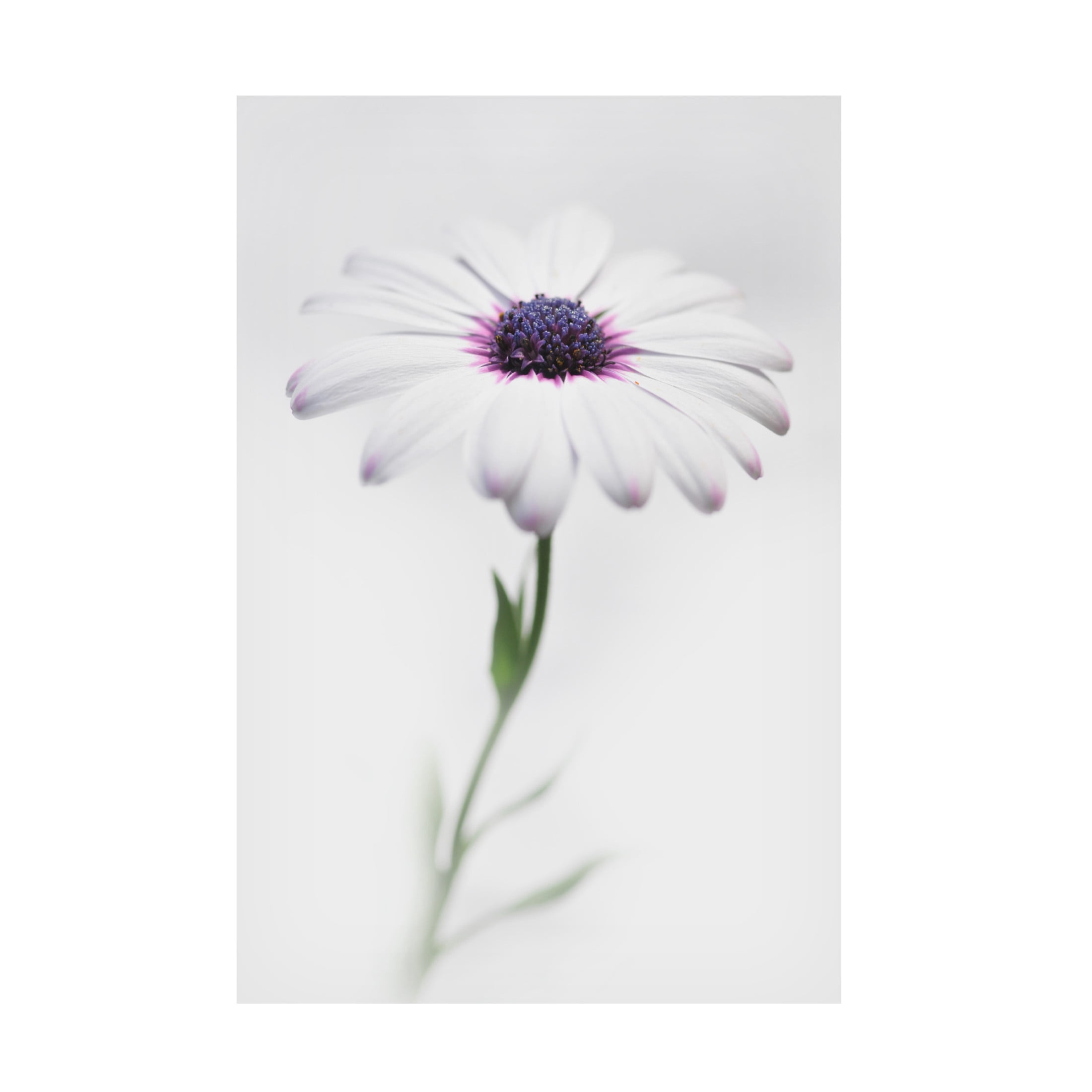 Trademark Fine Art Antonio Grambone In My Garden 3 Canvas Wall Art