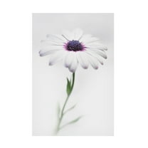 Trademark Fine Art Antonio Grambone In My Garden 3 Canvas Wall Art