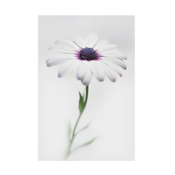 Trademark Fine Art Antonio Grambone In My Garden 3 Canvas Wall Art