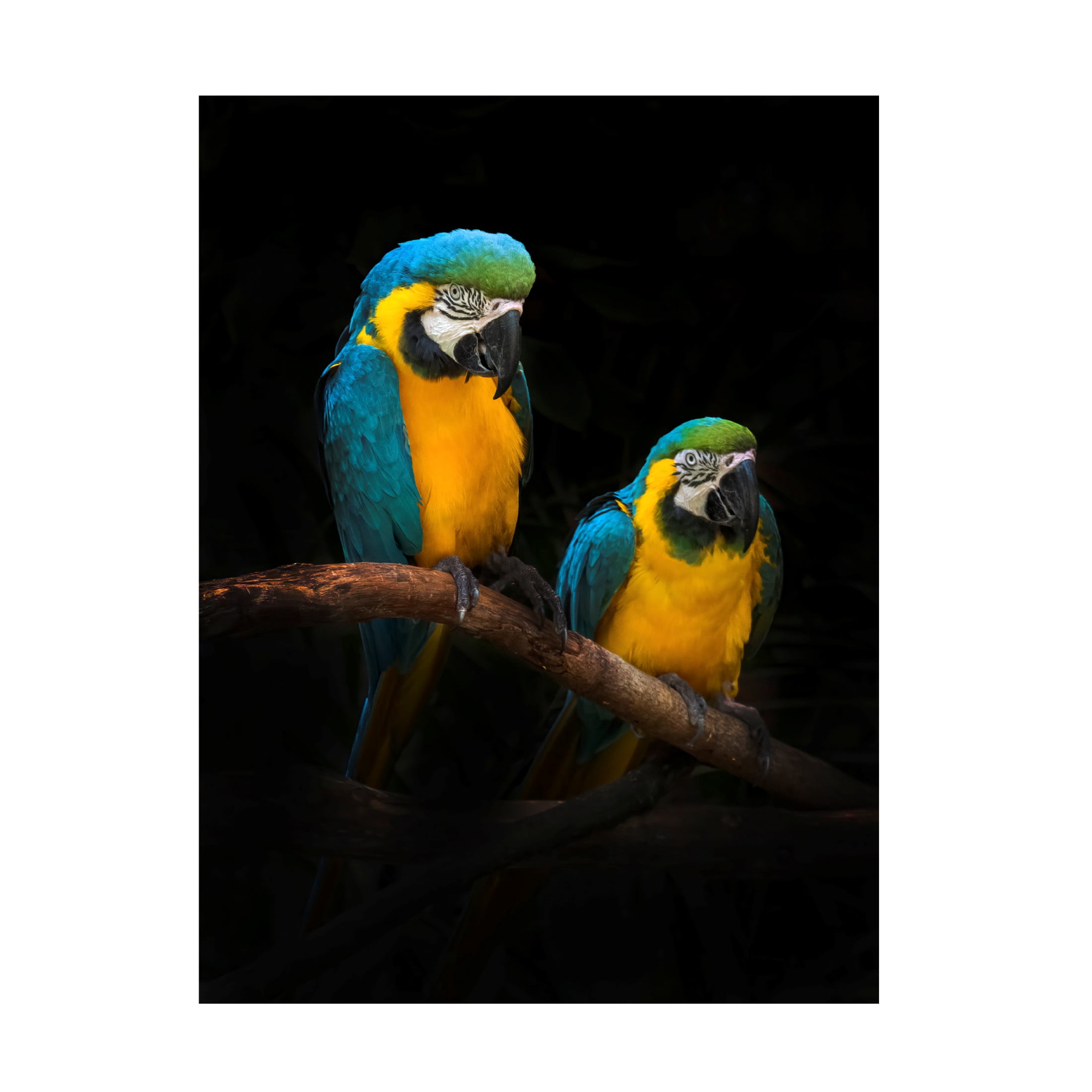 Trademark Fine Art Antonyus Bunjamin  Macaw Parrots Canvas Wall Art