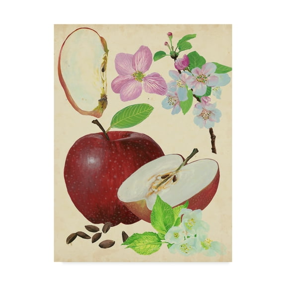 Trademark Fine Art 'Apple And Blossom Study I' Canvas Art by Melissa Wang