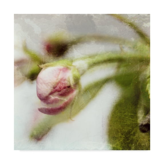 Trademark Fine Art 'Apple Blossom III' Canvas Art by Open Journey