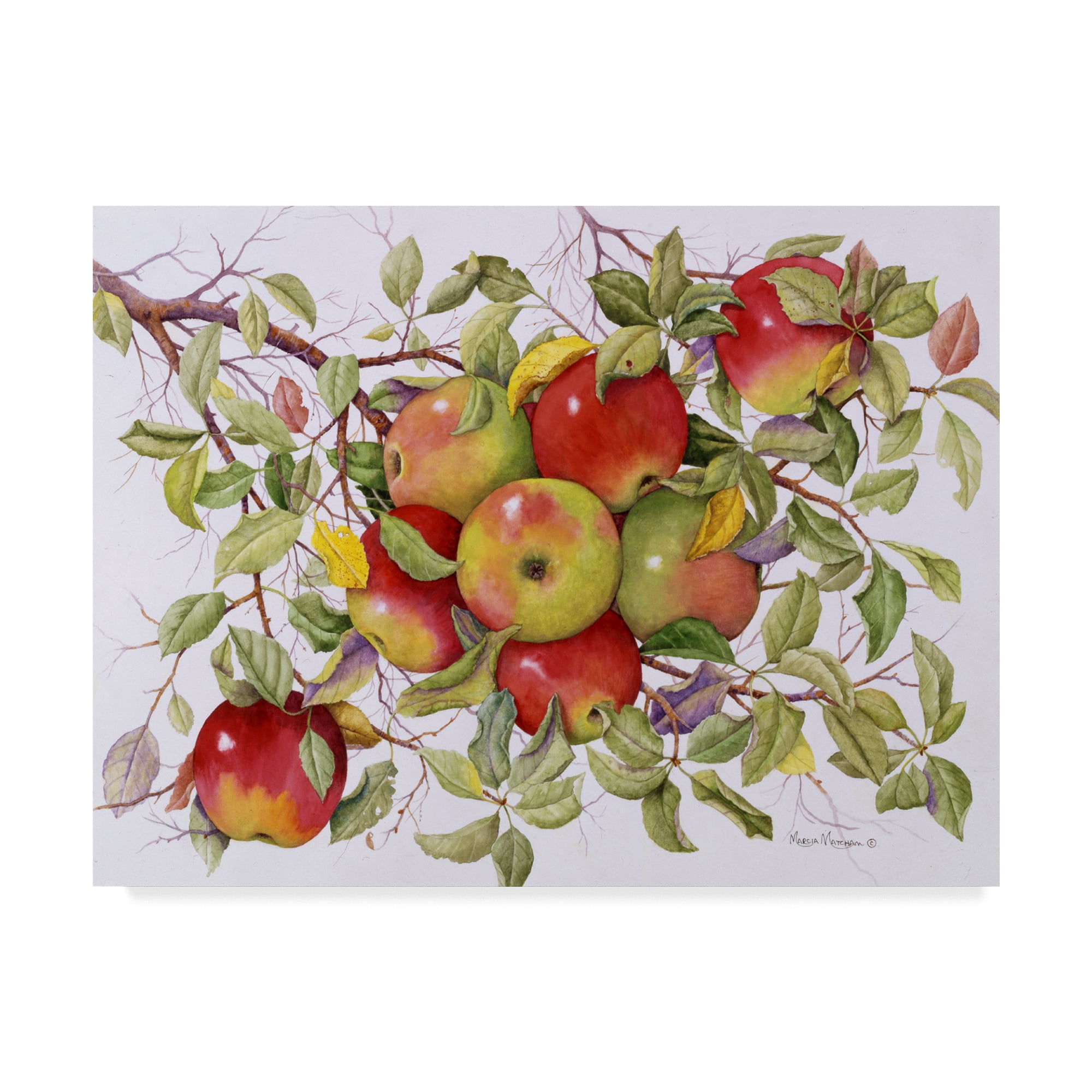 Trademark Fine Art 'Apples On A Branch' Canvas Art by Marcia Matcham