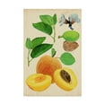 thumbnail image 1 of Trademark Fine Art 'Apricot Study I' Canvas Art by Melissa Wang, 1 of 4
