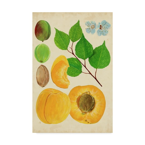 Trademark Fine Art 'Apricot Study II' Canvas Art by Melissa Wang
