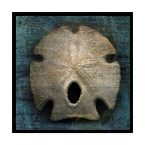 Trademark Fine Art 'Arrowhead Sand Dollar' Canvas Art by John W. Golden