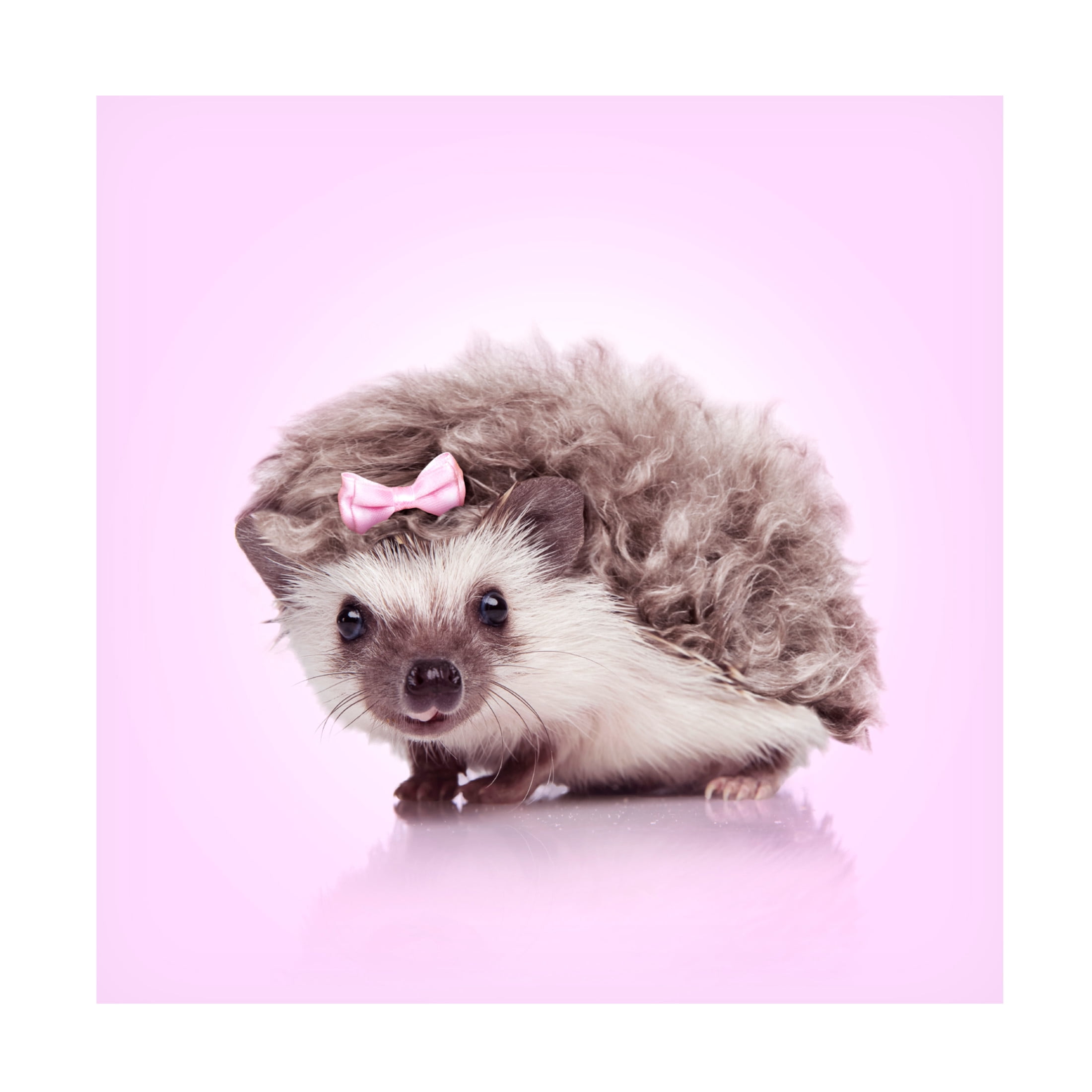 Trademark Fine Art Artem Pozdniakov Curvy Hedgehog Canvas Wall Art